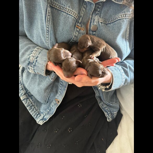 Dachshund (Standard &amp; Miniature) - Both