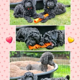 Miniature Poodle - Both