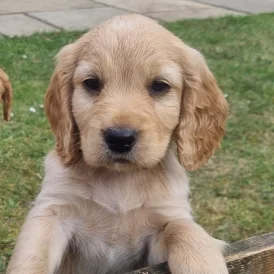 Mixed Breed - Dogs