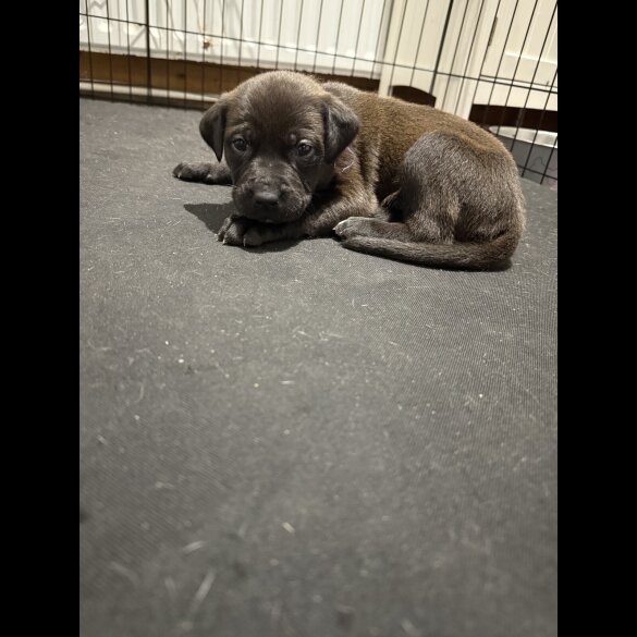 Mixed Breed - Both