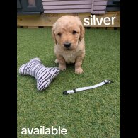Mixed Breed - Both