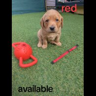 Mixed Breed - Both