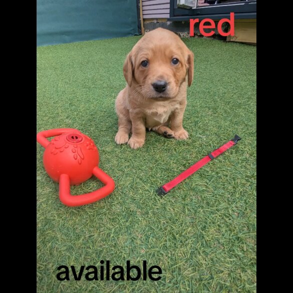 Mixed Breed - Both