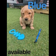 Mixed Breed - Both