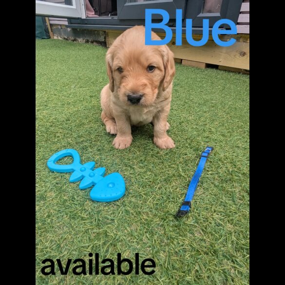 Mixed Breed - Both