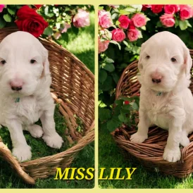 Labradoodle - Both