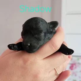 Toy Poodle - Both