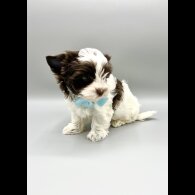 Biewer Terrier - Both