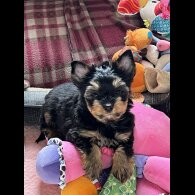 Biewer Terrier - Both