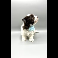 Biewer Terrier - Both