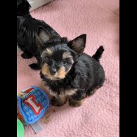Biewer Terrier - Both