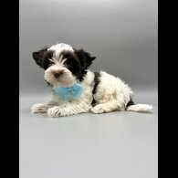 Biewer Terrier - Both
