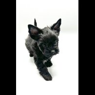 Biewer Terrier - Both