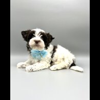 Biewer Terrier - Both