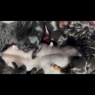 Biewer Terrier - Both