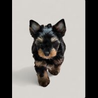 Biewer Terrier - Both