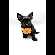 Biewer Terrier - Both