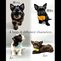 Biewer Terrier - Both