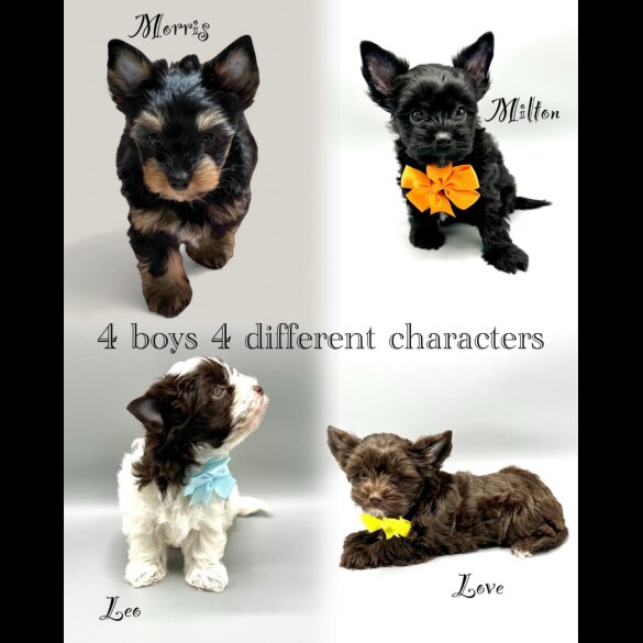 Biewer Terrier - Both