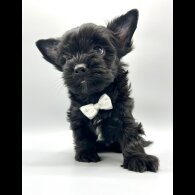 Biewer Terrier - Both