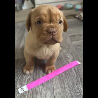 Dogue De Bordeaux - Both