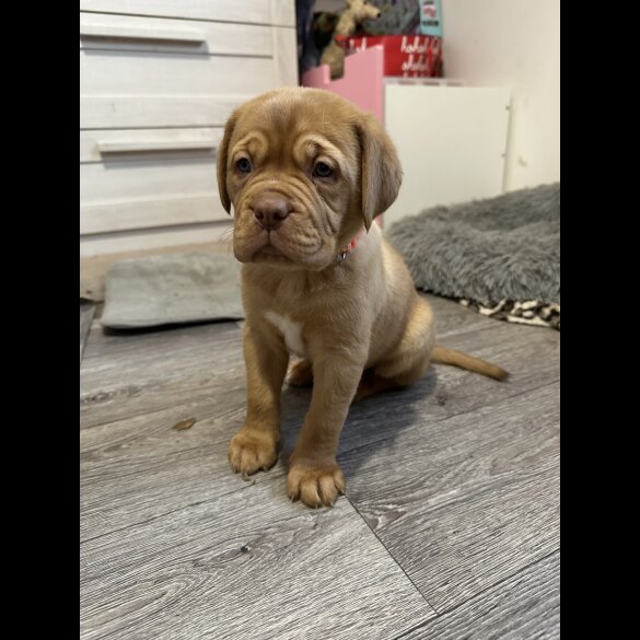 Dogue De Bordeaux - Both