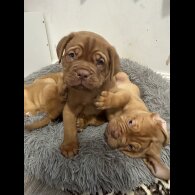 Dogue De Bordeaux - Both