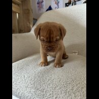 Dogue De Bordeaux - Both