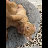 Dogue De Bordeaux - Both