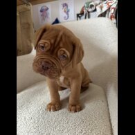 Dogue De Bordeaux - Both