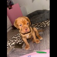 Dogue De Bordeaux - Both