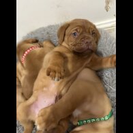 Dogue De Bordeaux - Both