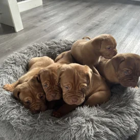 Dogue De Bordeaux - Both