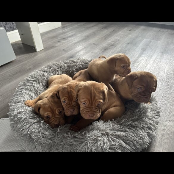 Dogue De Bordeaux - Both