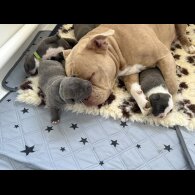 American Bulldog - Dogs
