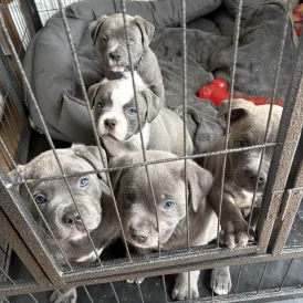 American Bulldog - Dogs