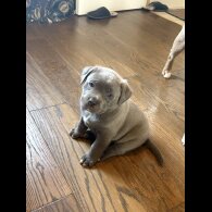 American Bulldog - Dogs