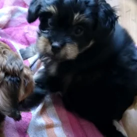 Pomapoo - Bitches
