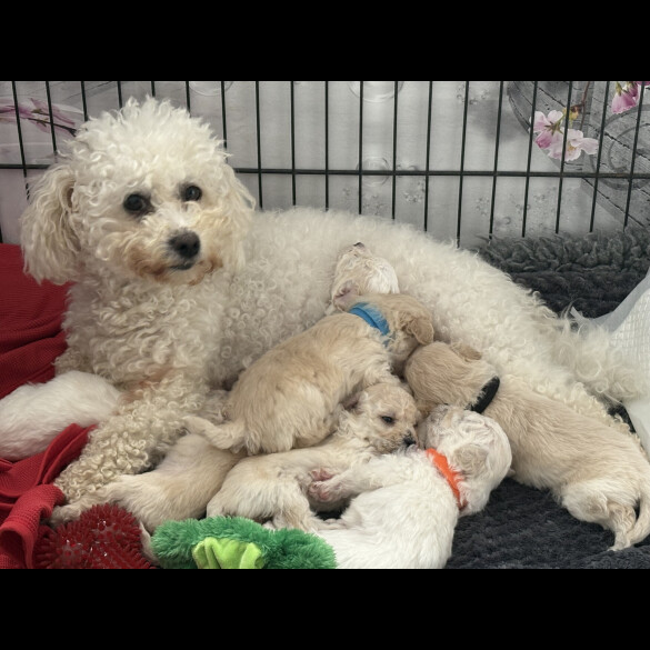 Poochon - Both