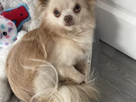 Chihuahua