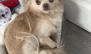 Chihuahua