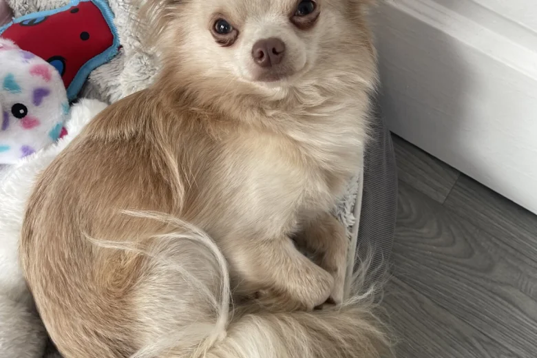 Chihuahua