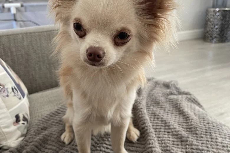 Chihuahua