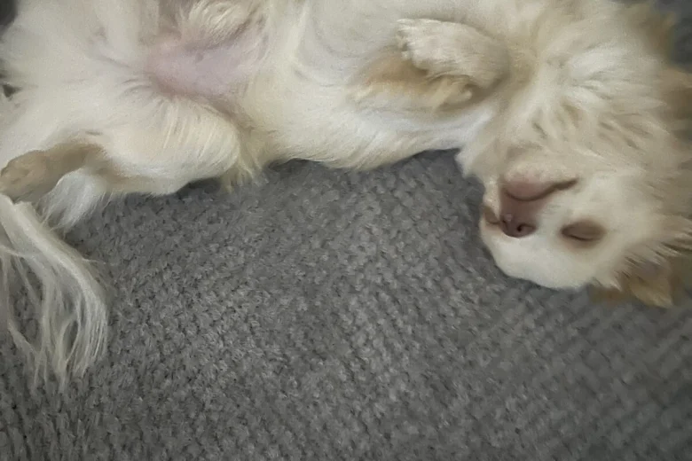 Chihuahua