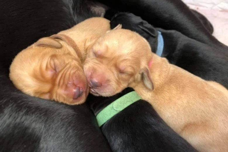 Labrador Retriever