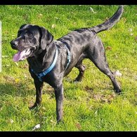 Labrador Retriever
