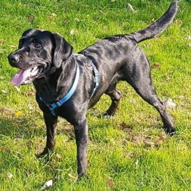 Labrador Retriever