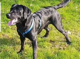 Labrador Retriever