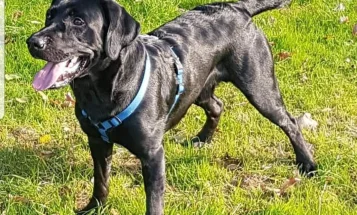 Labrador Retriever