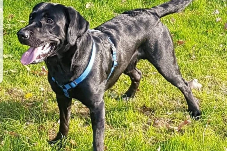 Labrador Retriever